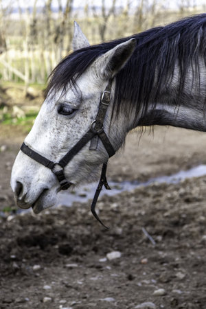 White horse in stable, wild mammal animalsの写真素材