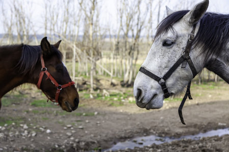 White horse in stable, wild mammal animals