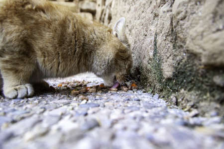 Stray cats eating in the street, detail of abandoned animalsの写真素材