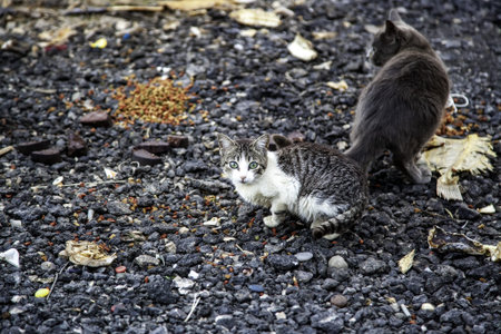 Stray cats eating in the street, detail of abandoned animals