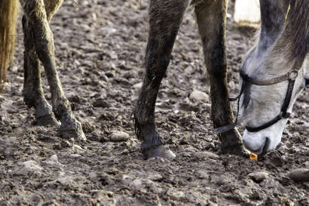 Horse legs walking in mud, domestic animals, equestrianの写真素材
