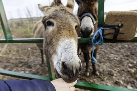 Brown donkey in field, free farm animals, agricultureの写真素材