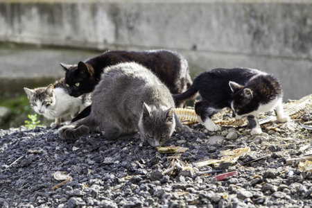 Stray cats eating in the street, detail of abandoned animalsの写真素材