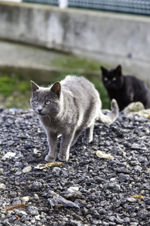 Stray cats eating in the street, detail of abandoned animals