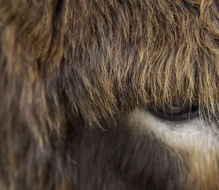 Brown donkey in field, free farm animals, agricultureの写真素材
