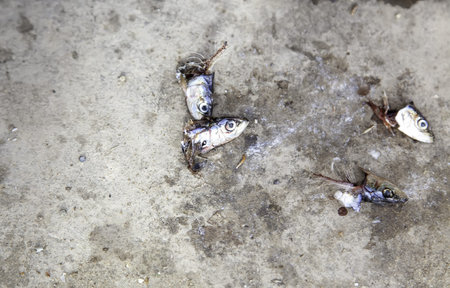 Raw and bad fish heads in the street, animal waste, fishmonger