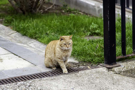 Orange cat resting in urban street, wild and free animals, relaxの写真素材