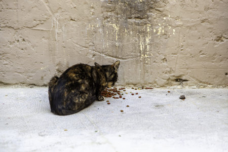 Feline mammals animal abandoned on a street in Spain