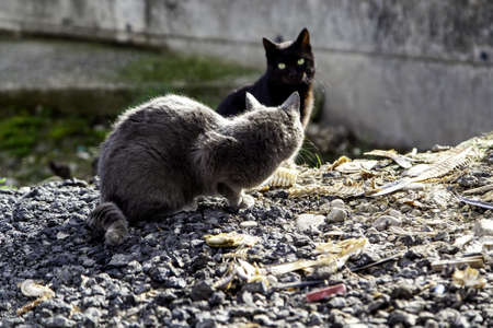 Abandoned stray cat, free animals, mammals, petsの写真素材