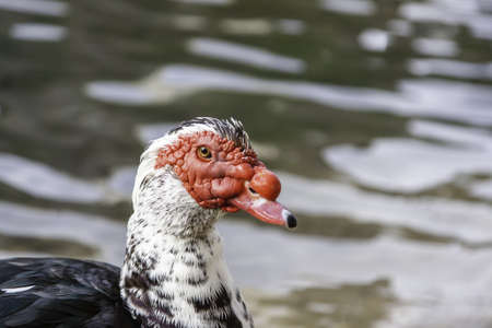 Creole duck in pond, wild birds in river, natureの写真素材
