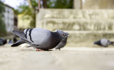 Pigeons on urban street, free animals, birdsの写真素材
