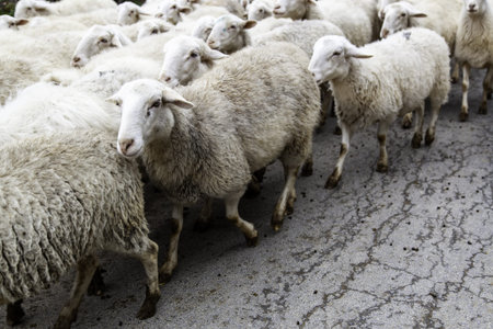 Flock of sheep in field, free farm animals, rancher