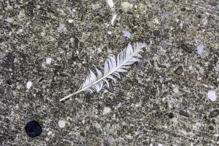 Wild bird feather detail, animal protection
