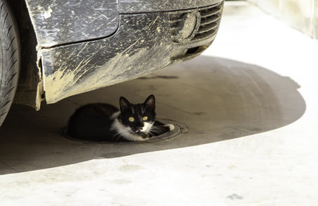 Stray cat under car, wild abandoned animals, pets
