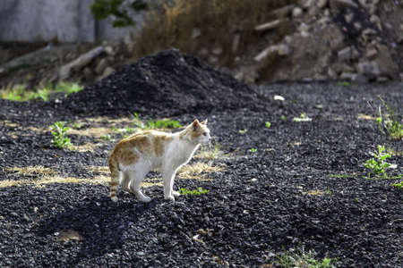 Detail of abandoned animal on the street, homeless petの写真素材