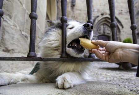 Detail of domestic dog tied up in the streetの写真素材