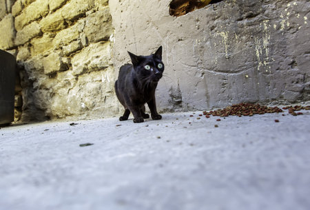 Black cat in urban street, domestic abandoned animals, petsの写真素材