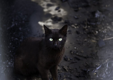 Black cat in urban street, domestic abandoned animals, pets