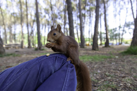 Detail of wild animal in freedom, nature and lifeの写真素材