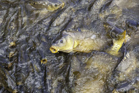 Detail of wild fish in pond watersの写真素材