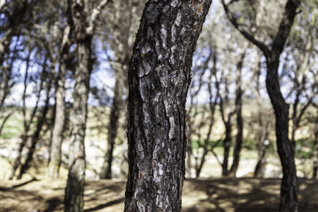 Detail of dry trees with bark in a forest in natureの写真素材