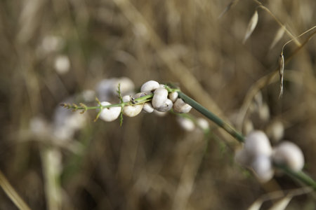 Dried snails on wheat branch, nature and animalsの写真素材