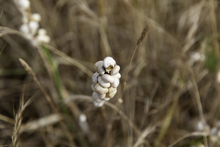 Dried snails on wheat branch, nature and animalsの写真素材