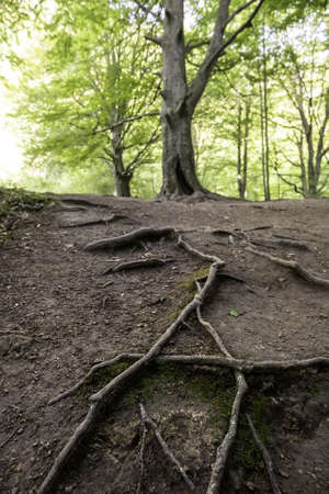 Millennial tree detail in a spooky forest in natureの写真素材