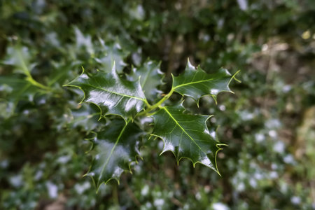 Detail of green leaves of a protected tree, natureの写真素材