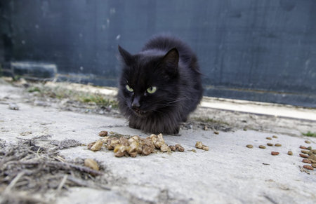Detail of abandoned and homeless cats, animal care