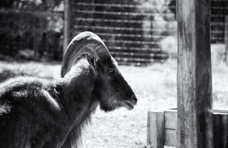 Goat in animal farm, rural life, livestock industryの写真素材