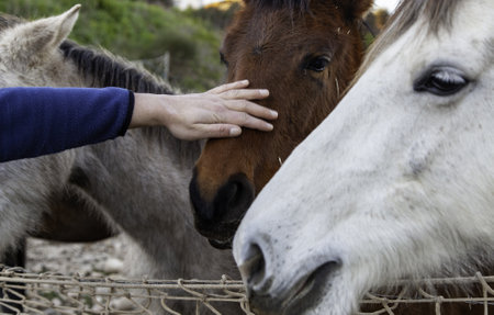 Horses in stable wild mammals, equestrian horse ridingの写真素材