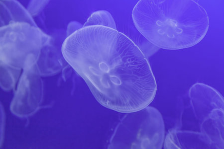 Detail of exotic marine animal, beauty of nature