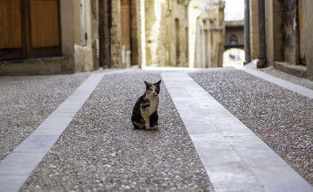 Abandoned street cats, stray animals, petsの写真素材