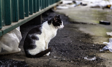 Abandoned street cats, stray animals, pets