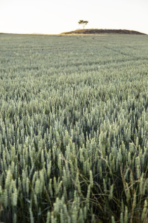 Background detail of wheat, cereal and harvest