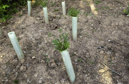 Detail of planting trees, care for the environmentの写真素材