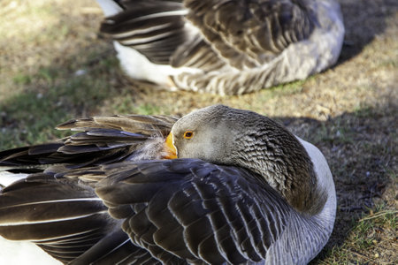 Detail of wild bird, animal care and protectionの写真素材