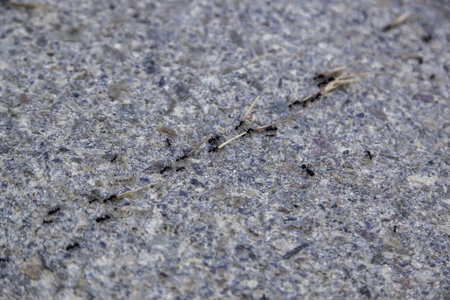 Detail of small insects carrying things