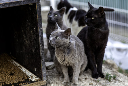 Abandoned street cats, stray animals, petsの写真素材