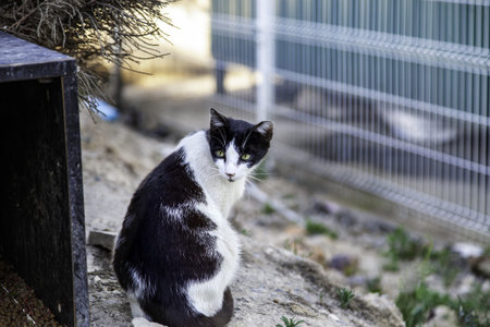 Abandoned street cats, stray animals, pets