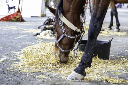 Detail of farm mammal animal, animal feedの写真素材