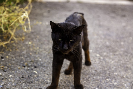Abandoned street cats, stray animals, petsの写真素材