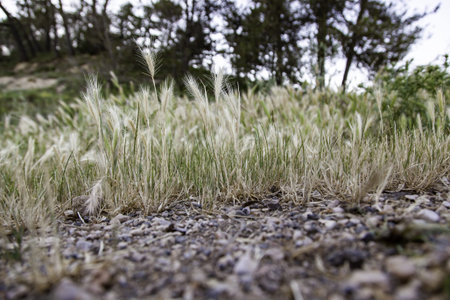 Background detail of wheat, cereal and harvest