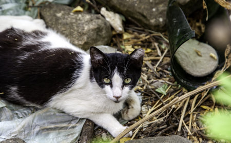 Abandoned street cats, stray animals, petsの写真素材