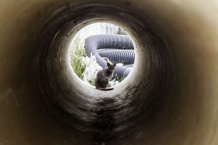 Detail of wild cat in a pipe in the city, abandonmentの写真素材