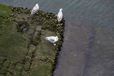 Detail of sea bird in a fishing port, wild birdsの写真素材