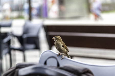 Detail of wild and free bird in the city, urban faunaの写真素材