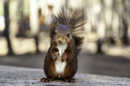 Feeding a wild animal in the forest, animal and nature careの写真素材