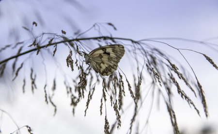 Detail of exotic insect in nature, life